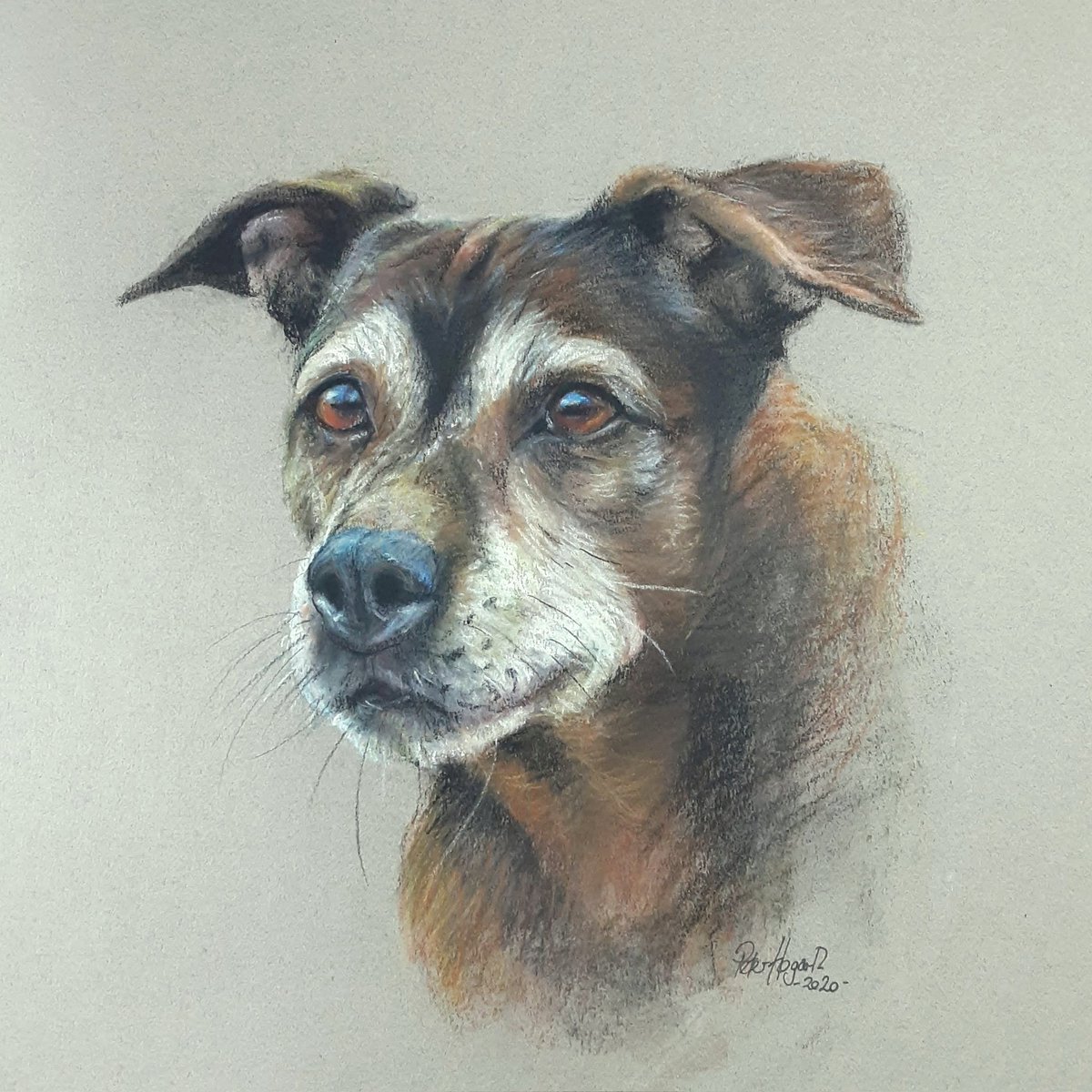 peterhogarth55's tweet photo. Portrait of a faithful old companion,  commissioned in 2020. Soft pastels on archival quality paper 😊 https://t.co/FPDvUiKNmz