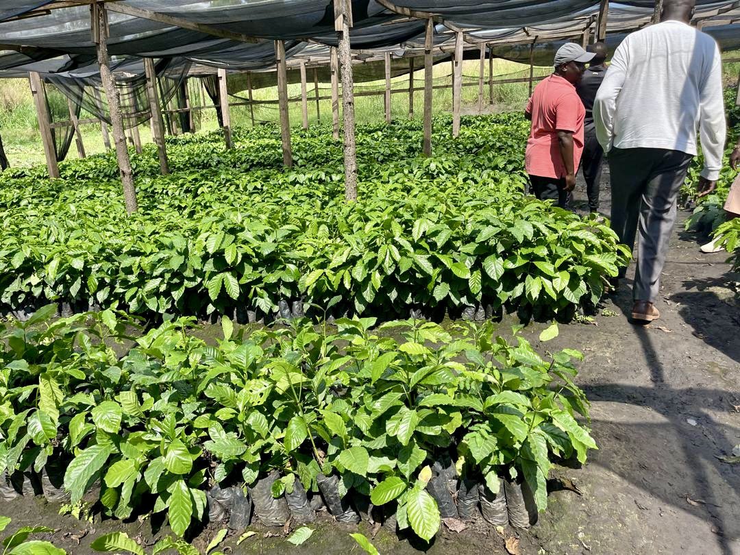 Operation Wealth Creation tweet media