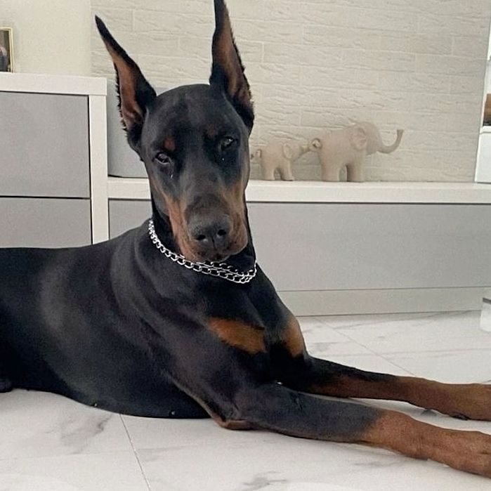 un doberman
