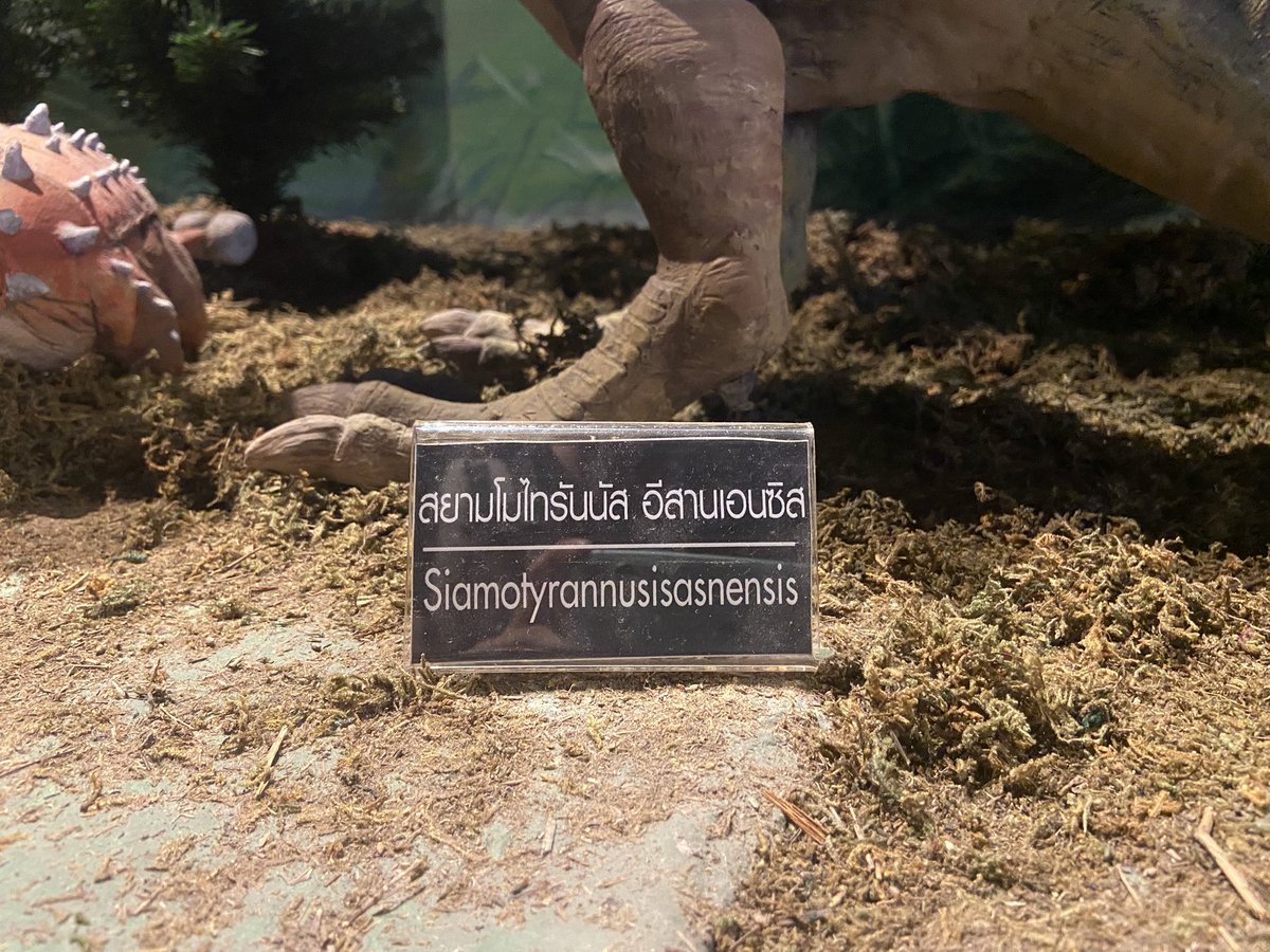 fossillouise's tweet photo. พิพิธภัณฑ์สถานแห่งชาติธรณีเฉลิมพระเกียรติ ไดโนเสาร์ขยับได้ มี interactive exibition ความรุเยอะมากก สนุกก สะอาด ค่าเข้า30บาท นักศึกษาตรี โท เอก เข้าฟรี (เพิ่นว่า) https://t.co/qKvCsstQjh