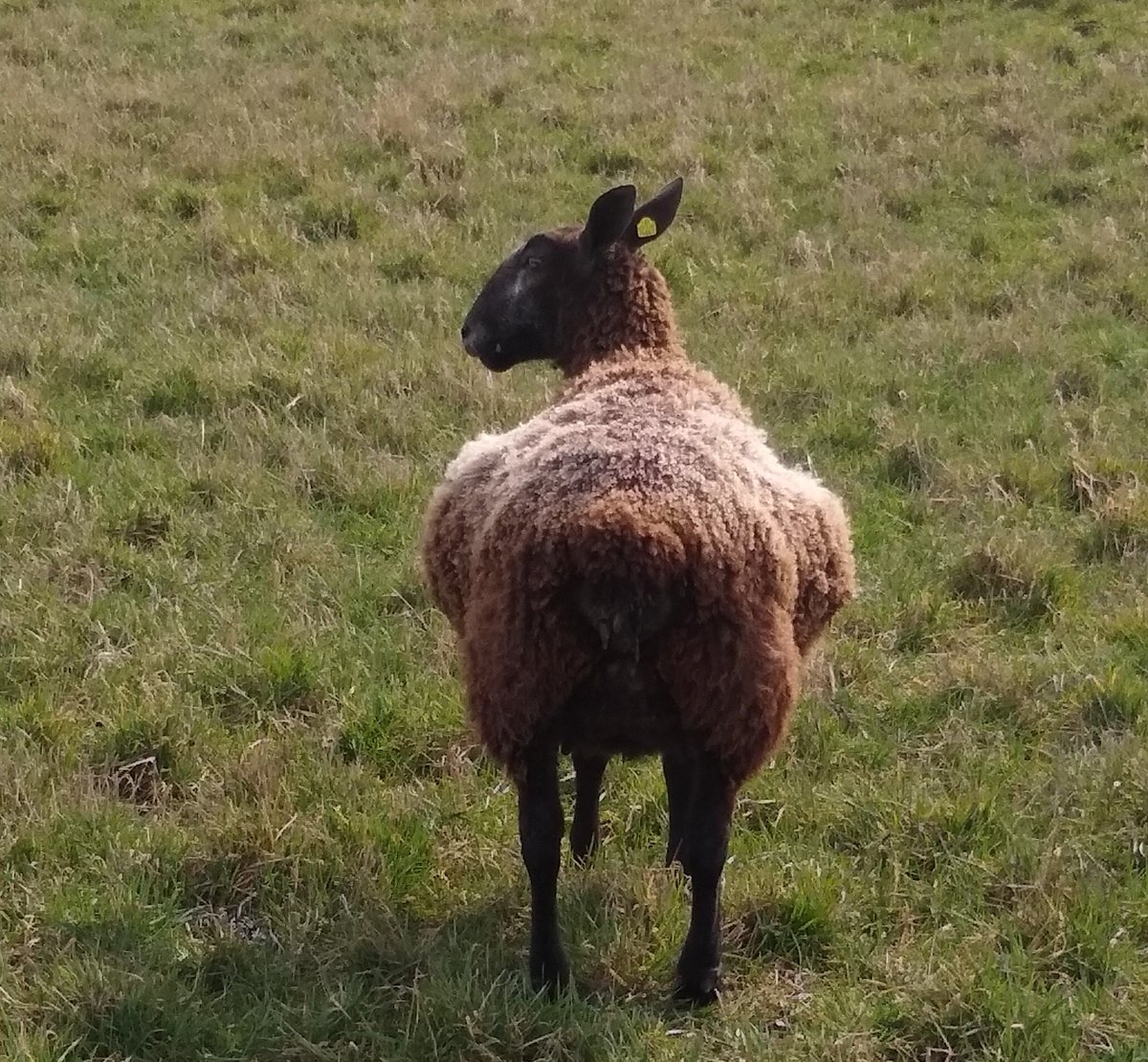 "Was heißt denn hier 'etwas aus der Form'?!
Ich bin oval, oval IST eine Form." 🥰🐑🤣
Es wird einem langsam bange, wie verbeult die Schäfchen sind. Und es ist immernoch ein Monat Zeit...