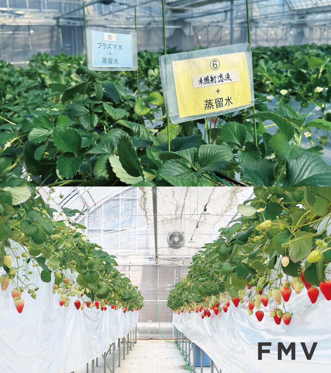 Official_FMV's tweet photo. 🍓FMVとイチゴ？🍓
FMVは名古屋大学と一緒に「プラズマ農業」の研究を長年続けています🌱
プラズマ技術は、収穫量の増加や輸送耐性の向上など、日本の農業が抱える課題解決につながることが期待される画期的な技術です✨

名古屋大学 低温プラズマ科学研究センターの橋爪博司先生をお招きし、大隈社長をはじめFCCLの社員が研究成果についてお話を伺いました。
続いて、いよいよ、低温プラズマを活用して育てた苺と、通常栽培の苺を食べ比べ🍓
味の違いにびっくり！目隠ししても分かるほど、すっきりとした甘さが際立っていました。

これからのプラズマ農業の広がりがますます楽しみです。
FMVは、パソコンを越えて、日本の食を支える農業を応援しています！