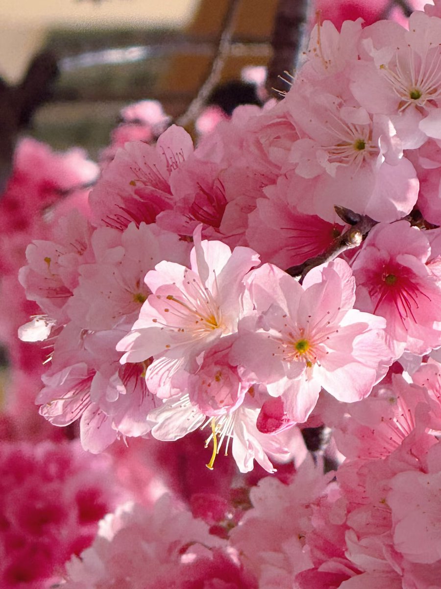 J4sonWong's tweet photo. 让我看看你拍的花
Let me take a look at the flowers you took.
#交换春天 #一键播放春天 #收集春日粉色系花花
#ExchangeSpring #Flowers https://t.co/NZnzXfEuHl