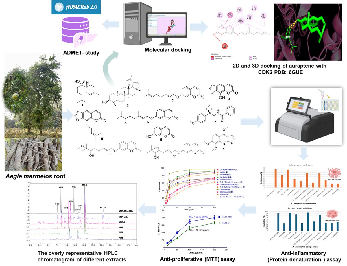 kshankerCIMAP's tweet photo. Happy to share that our research on "Chemo-preventive and anti-inflammatory potential of Bilvamoola (Aegle marmelos)" has appeared in the Journal of Ethnopharmacology. https://t.co/mcoLRadvaT 
@CSIR_IND @CSIRCIMAP  @moayush https://t.co/Z75PnKlzau
