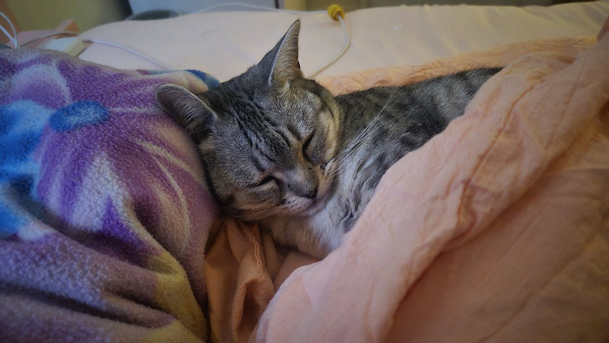 stressica tweet media