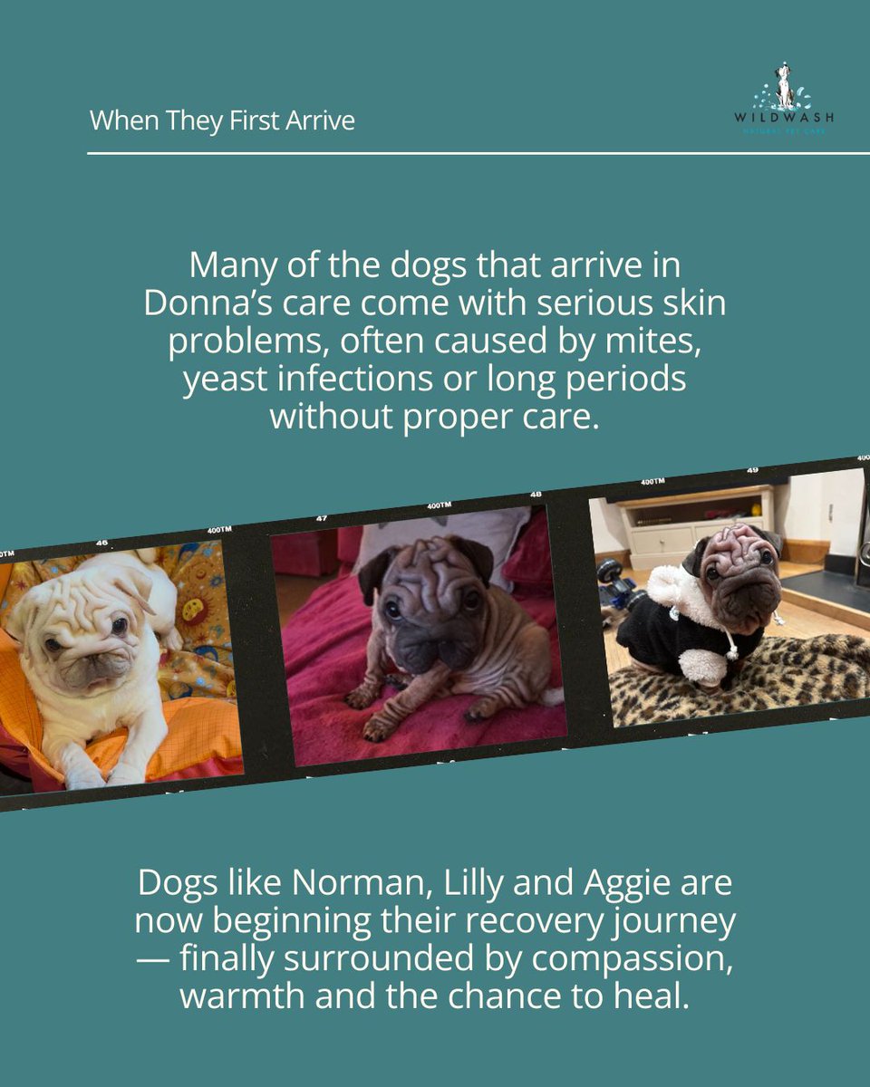 WildWash tweet media