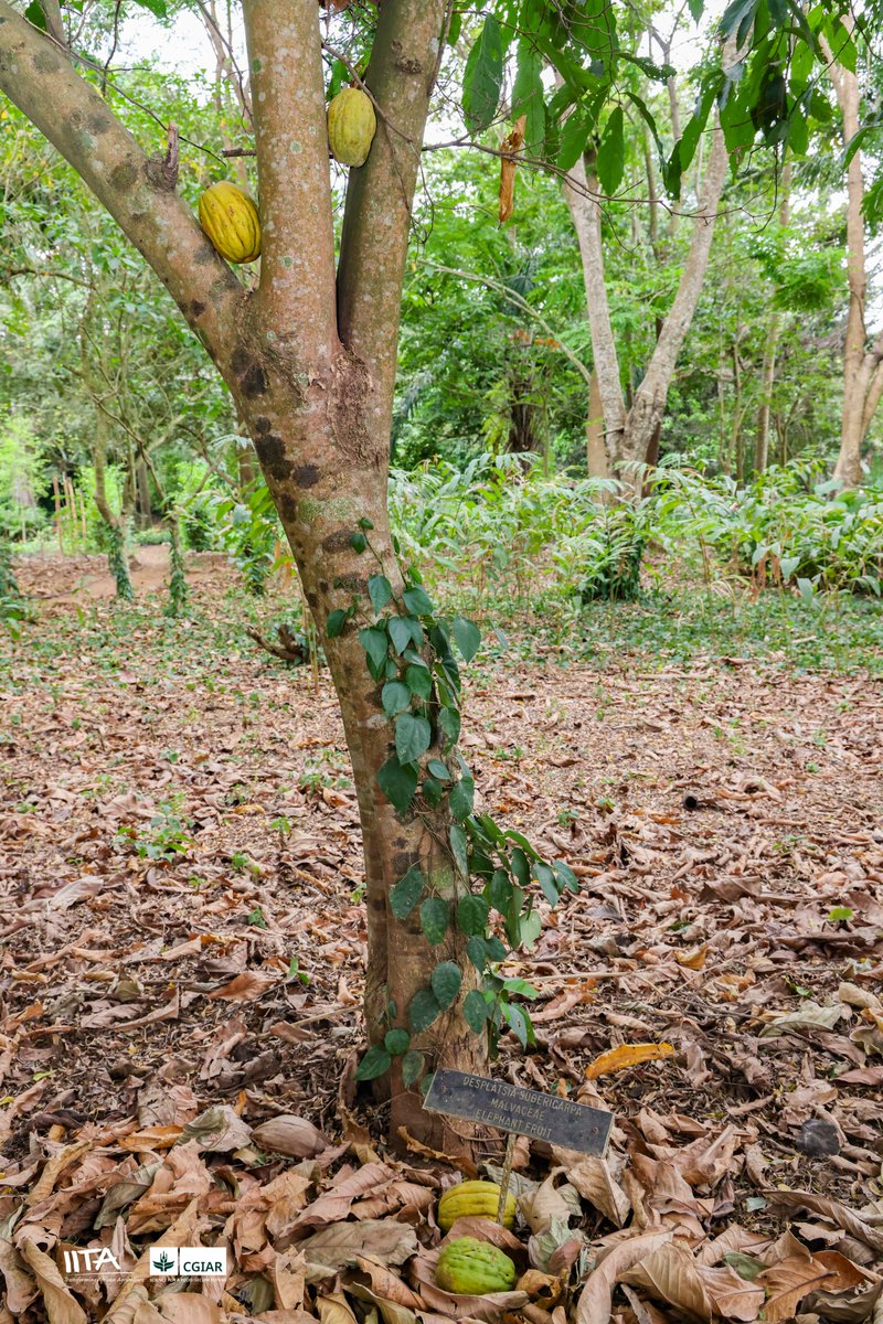 IITA Forest Center tweet media