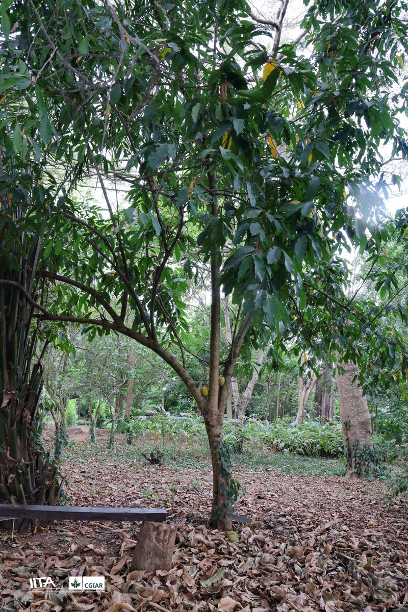 IITA Forest Center tweet media