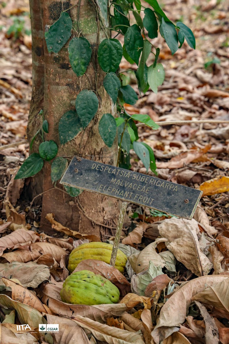 IITA Forest Center tweet media