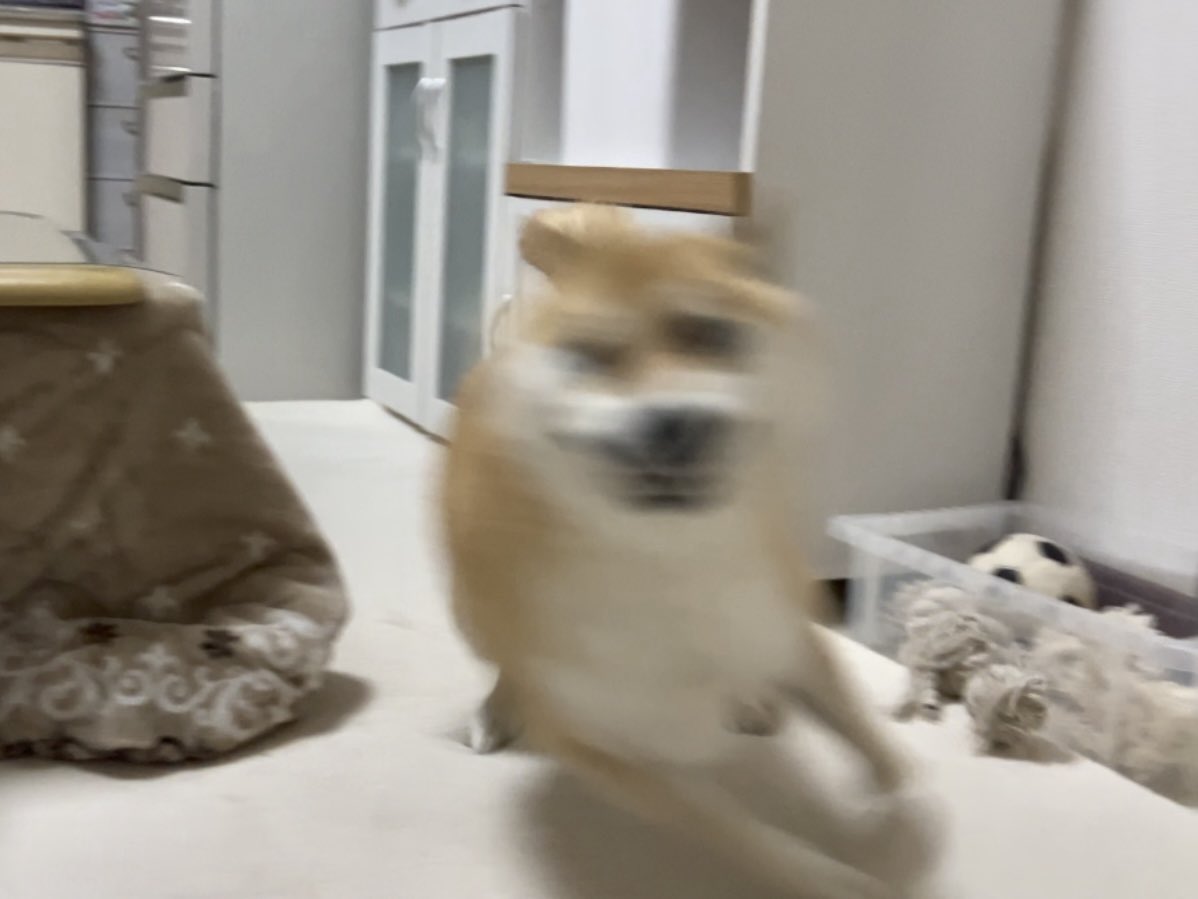 fufufufufu_ta's tweet photo. 楽しんでいるであろう犬の残像 https://t.co/1ApdY79Okh