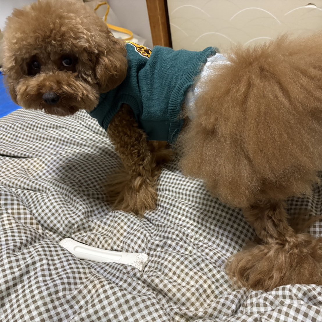 ichamik79's tweet photo. さいきんの犬(反抗期) https://t.co/44F6yHXL1v