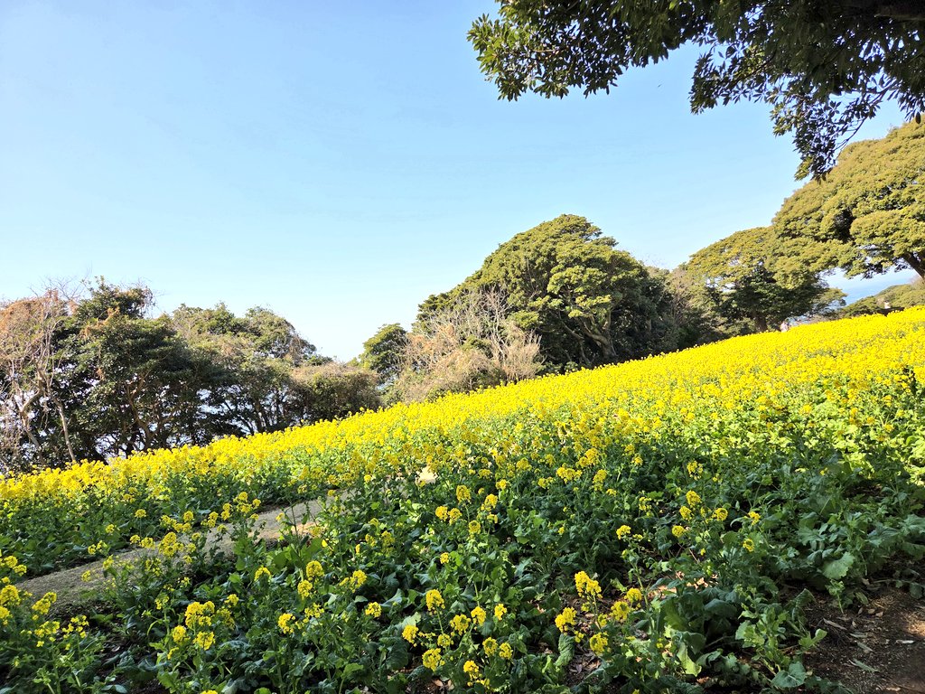 m60ym's tweet photo. お花好きなので行ってきました🤲 https://t.co/bKwqMsQLao