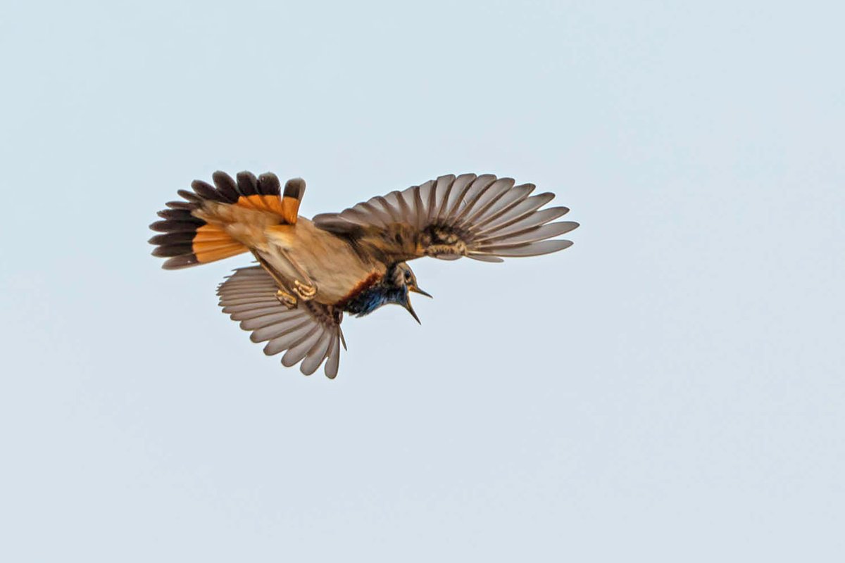 Bert Jonkhans tweet media