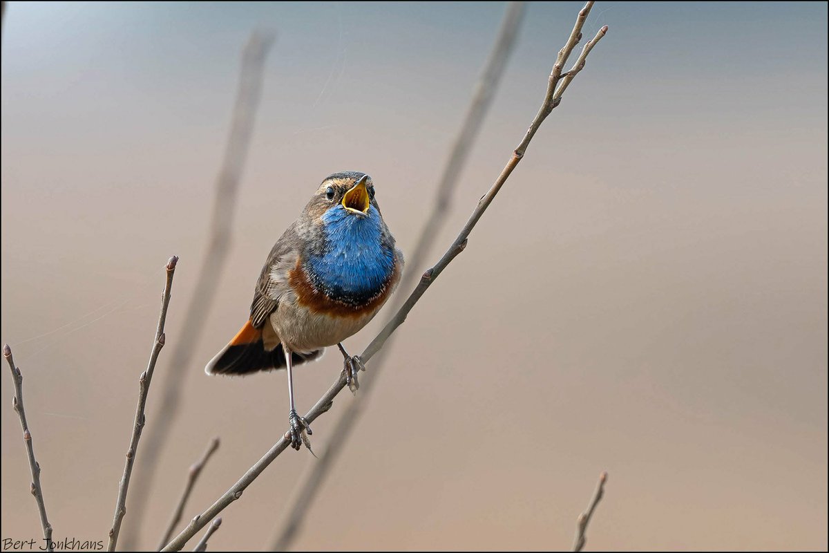 Bert Jonkhans tweet media