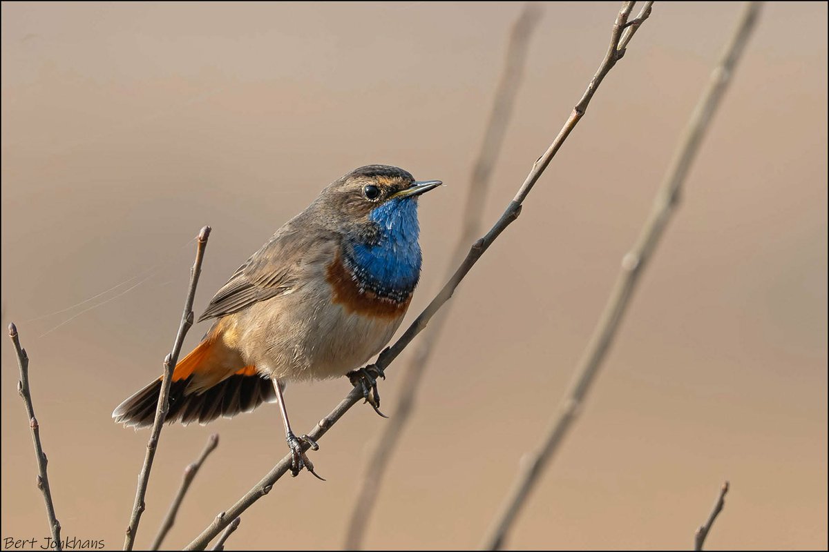 Bert Jonkhans tweet media