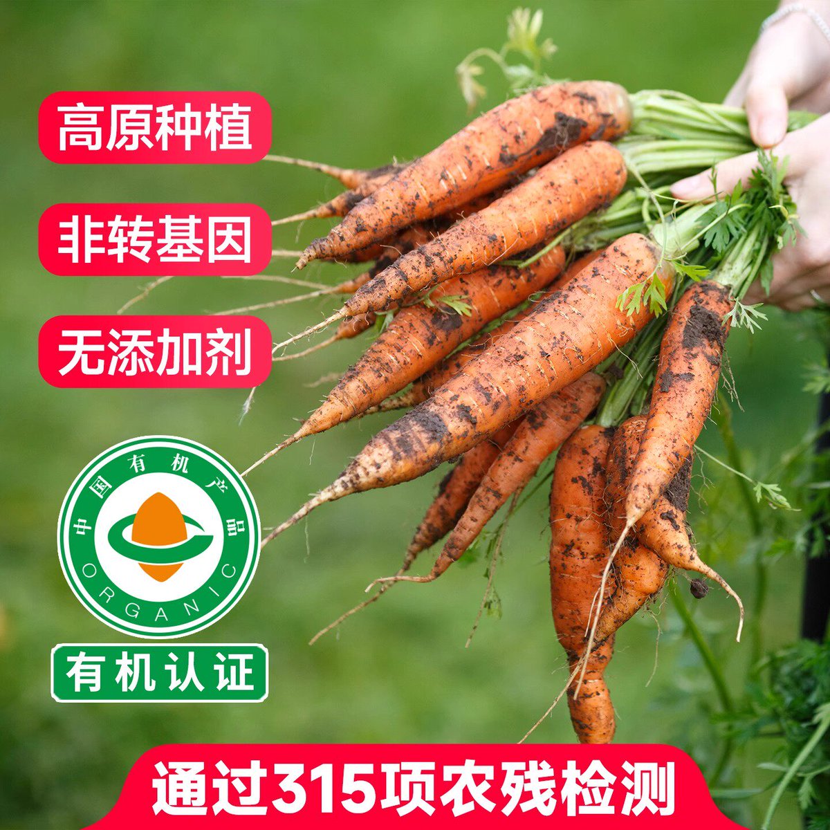 FJimemezb's tweet photo. Taste Test Alert: Crispy Organic Carrots vs. Regular Carrots  Organic: Juicy, sweet (no bitter aftertaste!), firm bite.  Regular: Slightly mealy, milder flavor, softer texture.  Verdict: Organic wins for snacking—worth the extra $0.50/lb!  #FoodReview #OrganicEats https://t.co/hkXcaF2Mkp