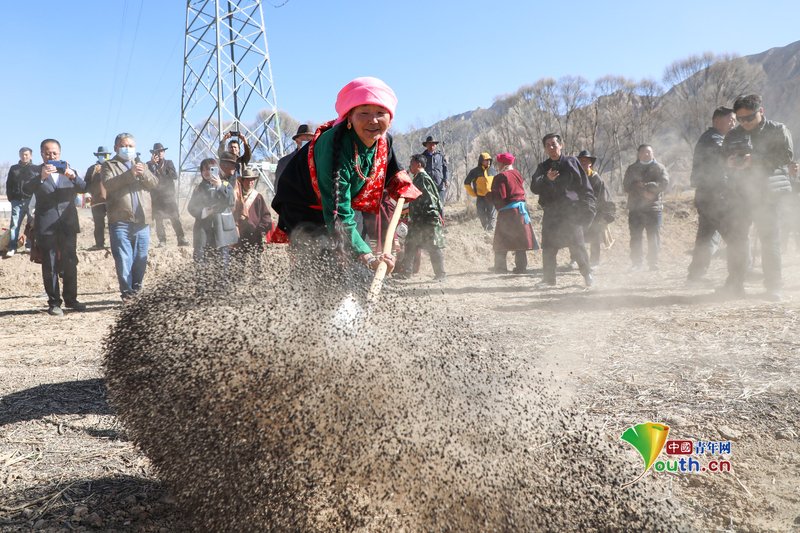 YouthChina's tweet image. On March 10, 2026, in #Guide County, #Qinghai Province, local people dressed in festive costumes, holding spring ploughing steamed #buns (known as “Tong Gao” in #Tibetan), arrive at the fields. Using the traditional method of “two oxen pulling a plough”, they initiate the “first