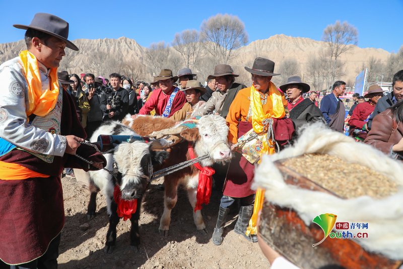 YouthChina's tweet image. On March 10, 2026, in #Guide County, #Qinghai Province, local people dressed in festive costumes, holding spring ploughing steamed #buns (known as “Tong Gao” in #Tibetan), arrive at the fields. Using the traditional method of “two oxen pulling a plough”, they initiate the “first