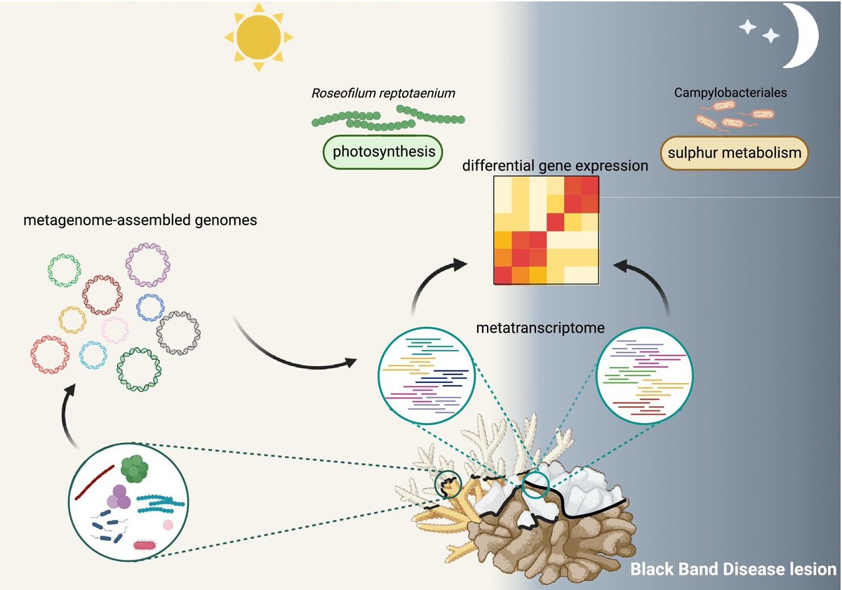 fonamental's tweet image. Microbial Metabolism and Disease Virulence Changes Across Day and Night in Coral Black Band Disease Lesions …icro-journals.onlinelibrary.wiley.com/doi/10.1111/14… #coral #microbiome #holobiont