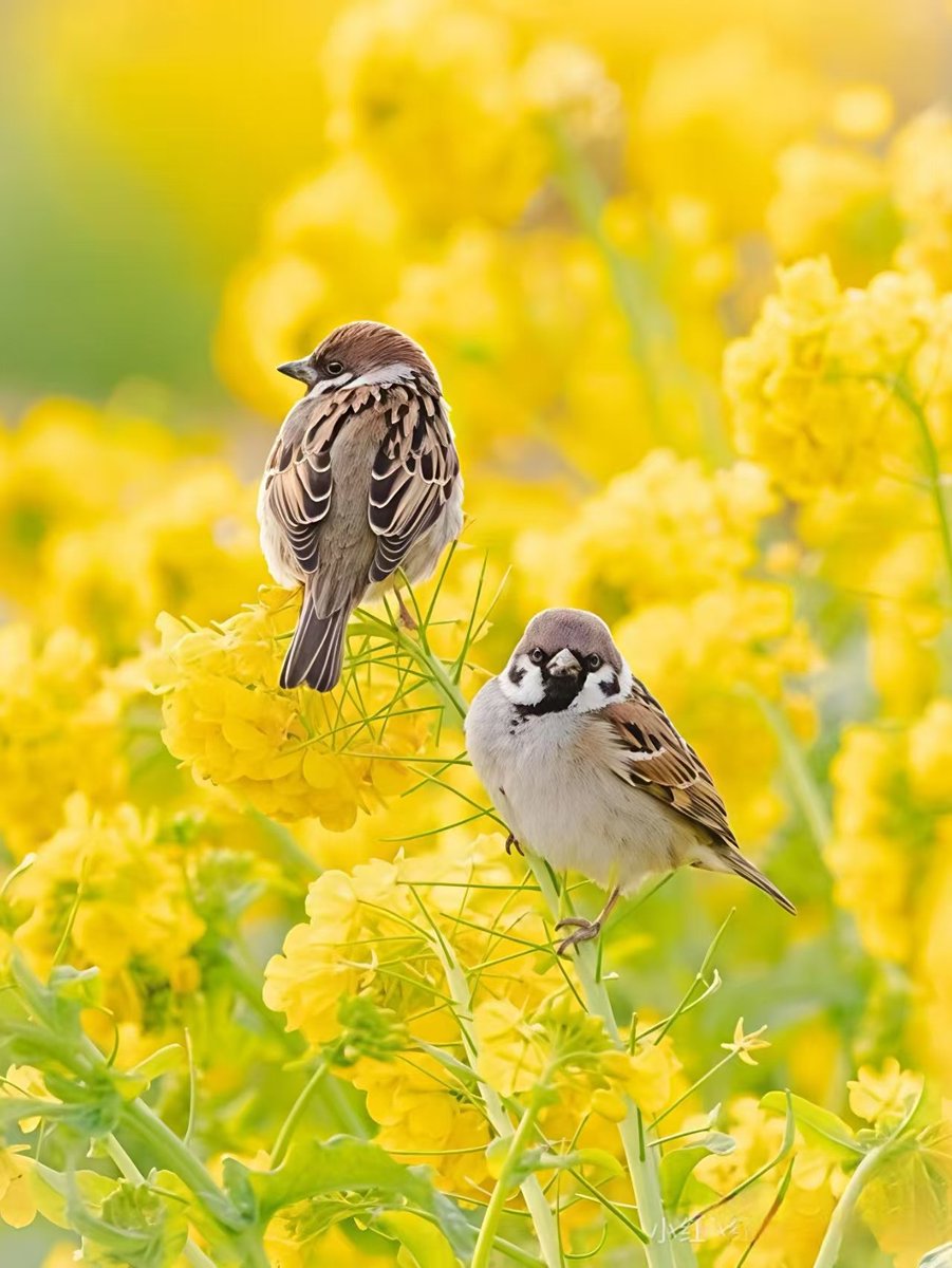 Guyue（互fo） tweet media