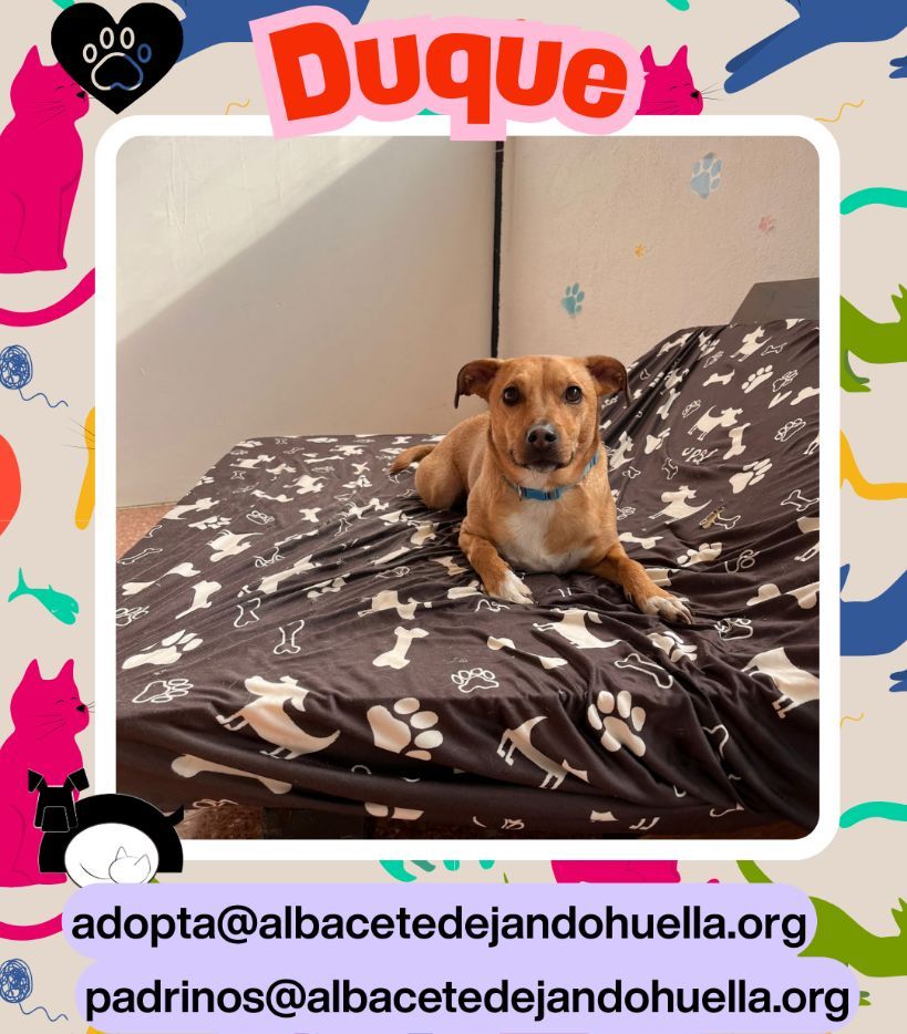 Duque está para comérselo 🥹
Posa con una cara súper adorable y esa sonrisa que parece permanente. Es un perrete maravilloso, de esos que transmiten buen rollo solo con mirarlo.
adopta@albacetedejandohuella.org
#albacete