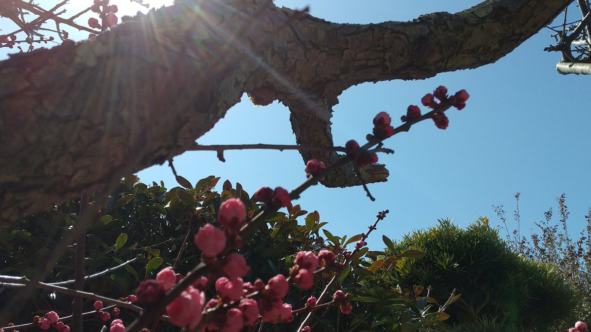 庭の白梅と
伯母宅の紅梅

昨日より気温高いそうですがまだまだ寒いですね 
