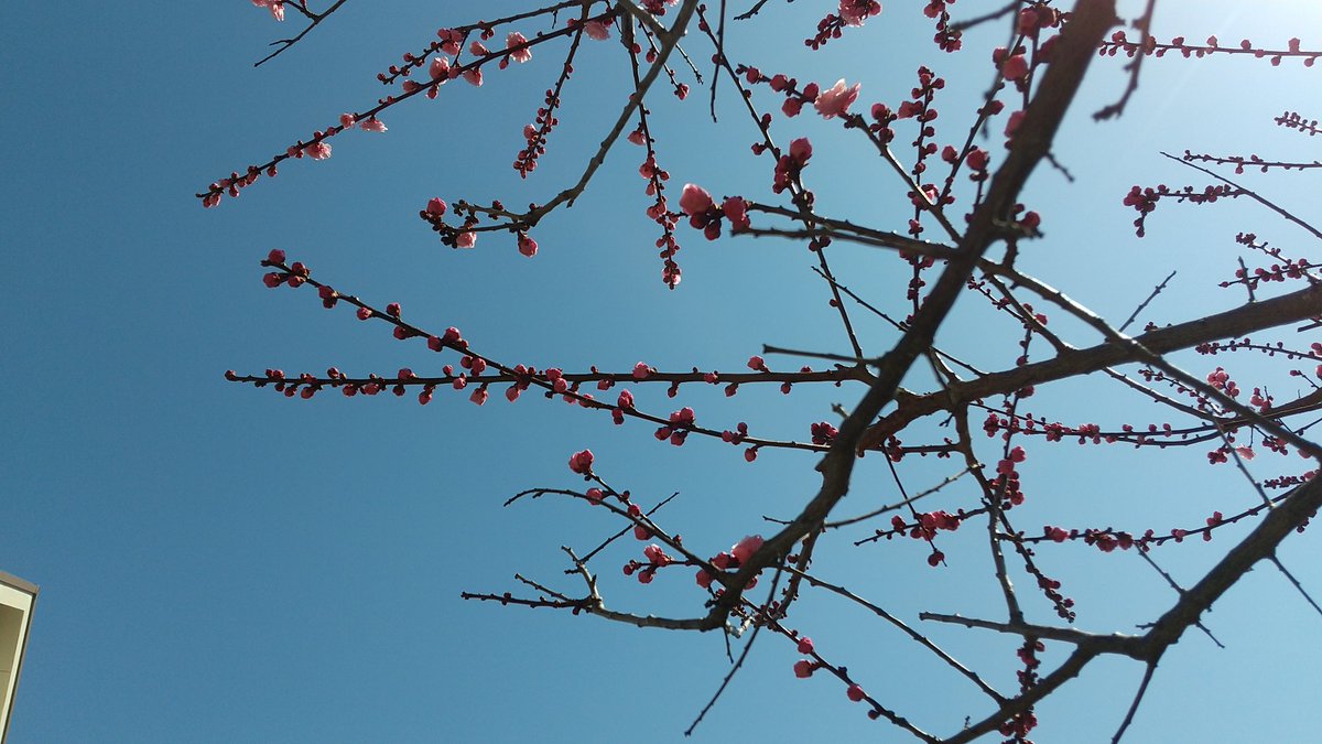 庭の白梅と
伯母宅の紅梅

昨日より気温高いそうですがまだまだ寒いですね 