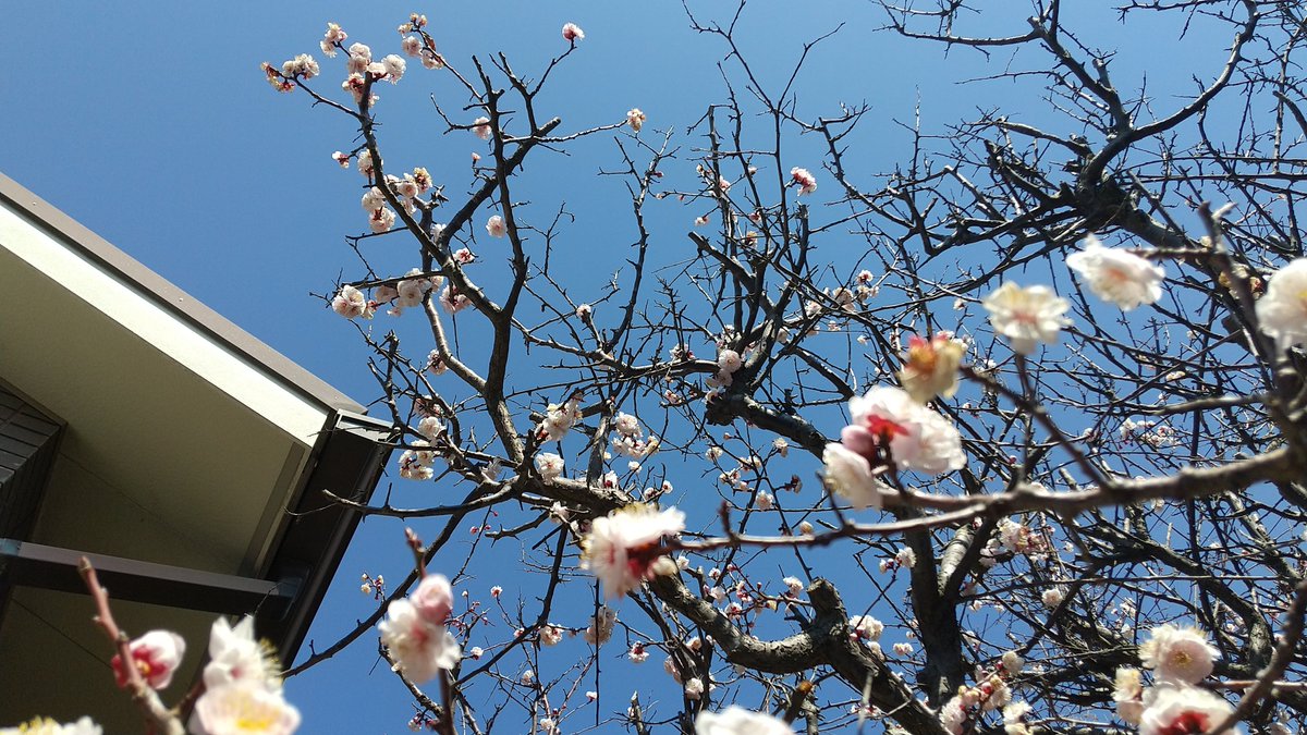 庭の白梅と
伯母宅の紅梅

昨日より気温高いそうですがまだまだ寒いですね 