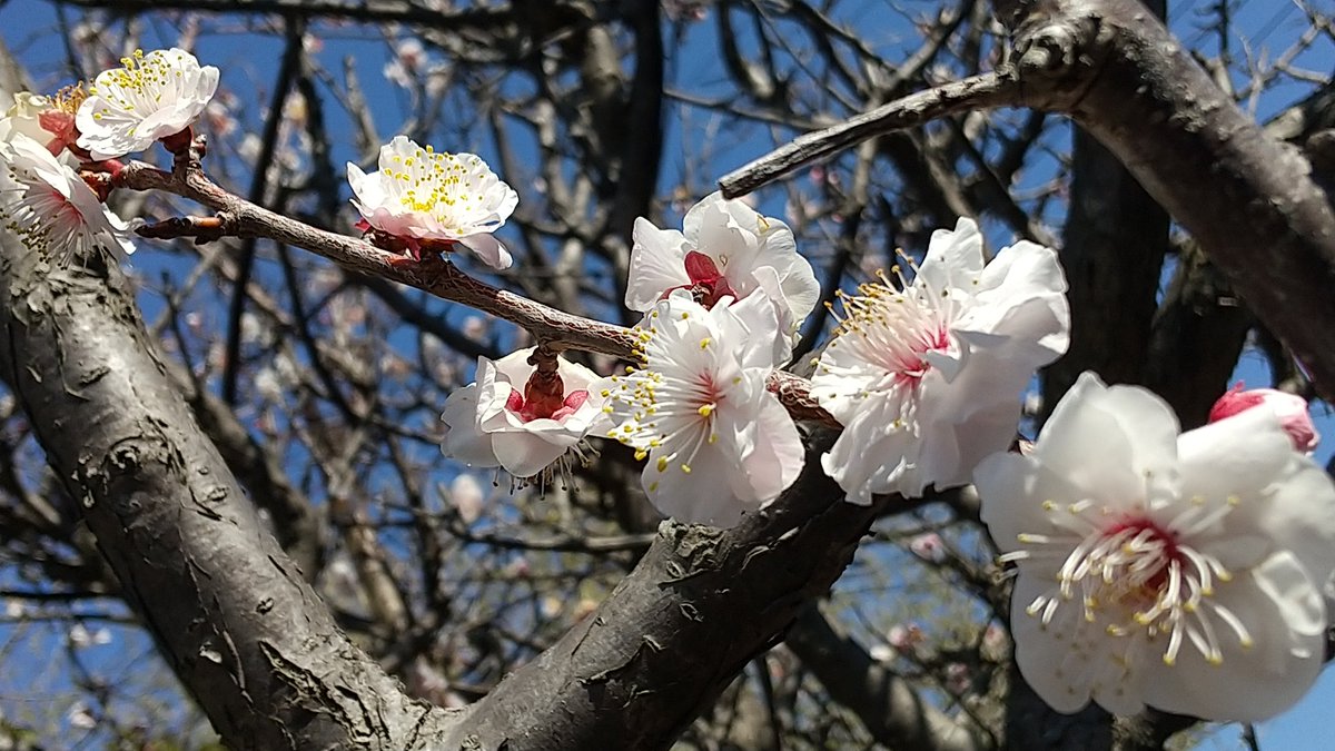 庭の白梅と
伯母宅の紅梅

昨日より気温高いそうですがまだまだ寒いですね 