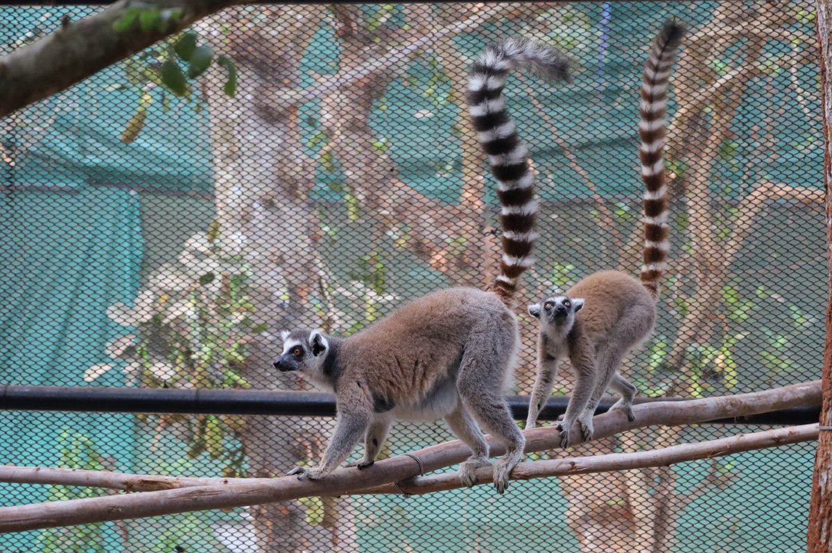 NANDANKANAN ZOOLOGICAL PARK on X: "Nandankanan welcomes new guests from  Indira Gandhi Zoological Park (IGZP), Visakhapatnam: One pair of  Ring-tailed Lemur, One pair of Asiatic Wild Dog, One Sulphur-crested  Cockatoo, two pairs