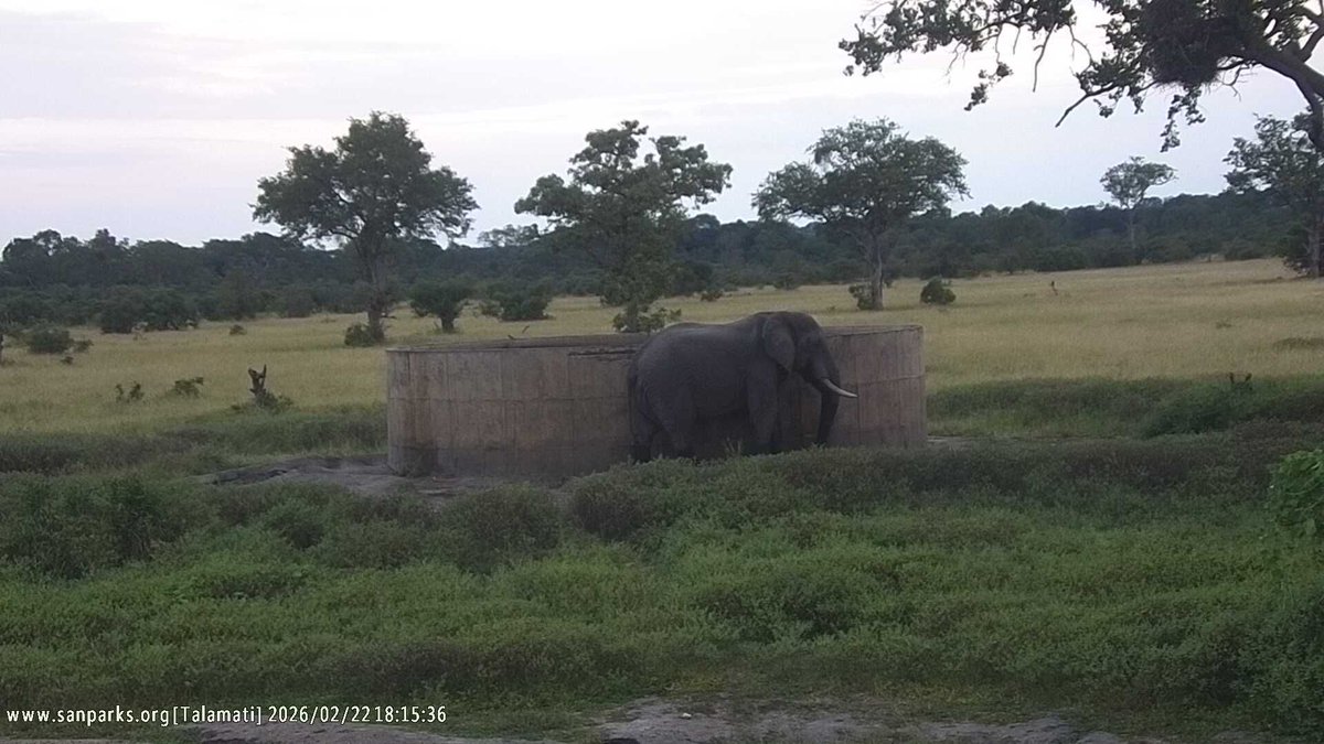 SANParks's tweet photo. Webcam highlights. #LiveYourWild #WildBackyard https://t.co/GN962FRfKO