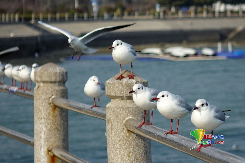 YouthChina's tweet photo. On March 10, 2026: In #Tangdao Bay, West Coast New Area, #Qingdao, flocks of black-headed #gulls line up on the railings as if reviewing troops, basking in the spring sunshine. They form a vibrant and dynamic landscape along the #coastline. #ChinaTravel https://t.co/rHkQ99tRQW