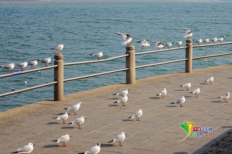 YouthChina's tweet photo. On March 10, 2026: In #Tangdao Bay, West Coast New Area, #Qingdao, flocks of black-headed #gulls line up on the railings as if reviewing troops, basking in the spring sunshine. They form a vibrant and dynamic landscape along the #coastline. #ChinaTravel https://t.co/rHkQ99tRQW