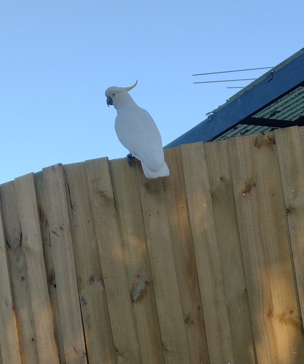 Dienece Darling tweet media