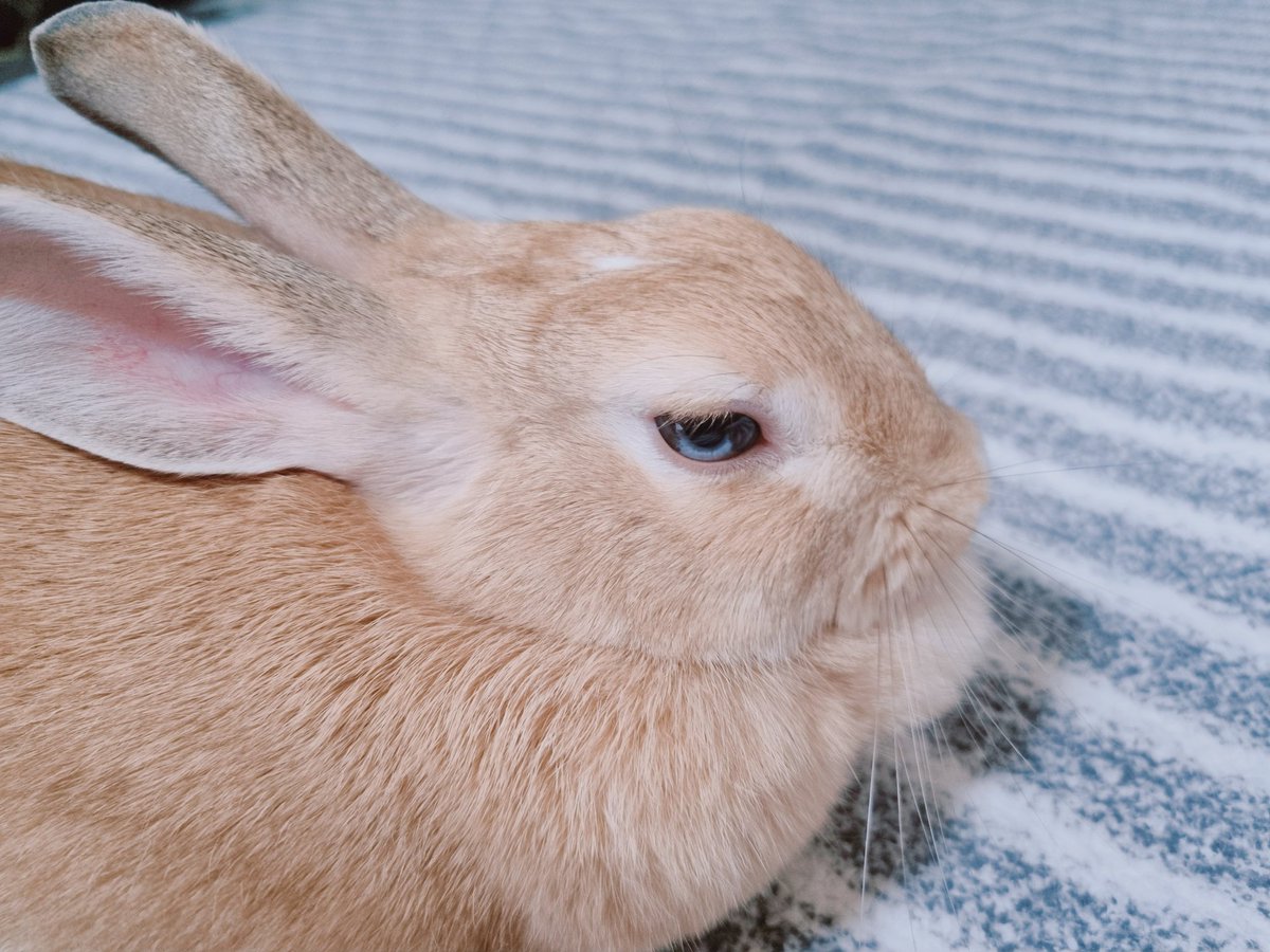 아기토끼 푸딩이 tweet media