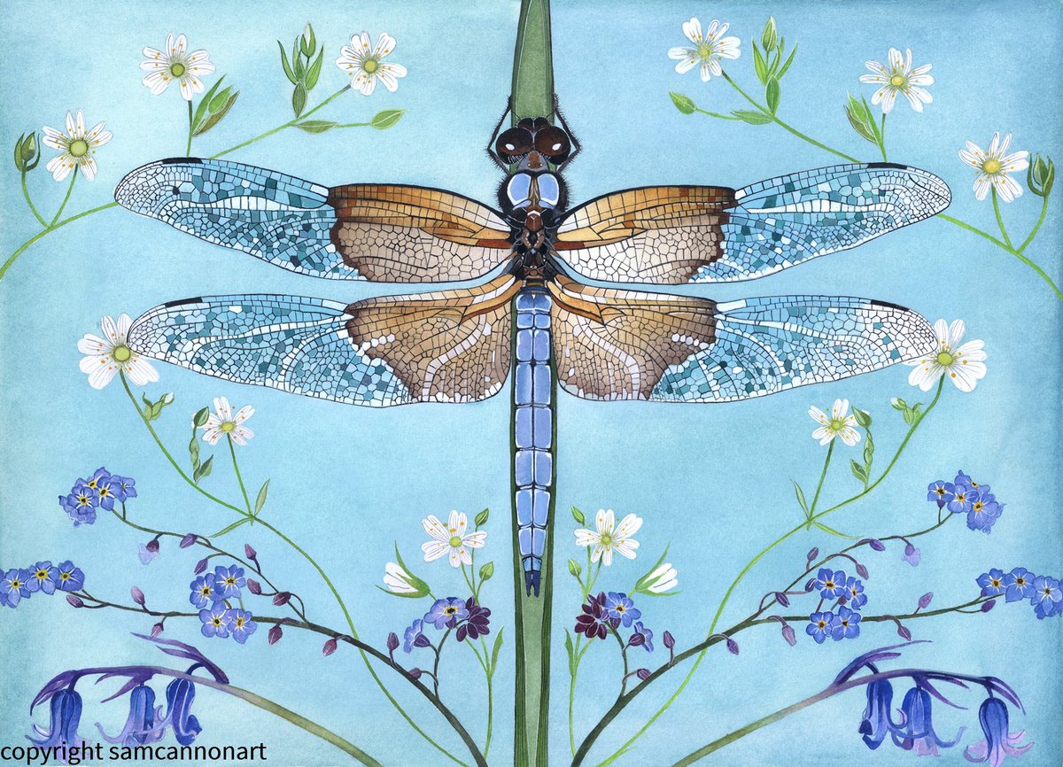 SamCannonArt's tweet image. Apart from the Stitchwort, none of these flowers are out here yet. But they are coming. And so will the dragonflies. 

Beautiful things to look forward to ❤️❤️❤️

#spring #womensart