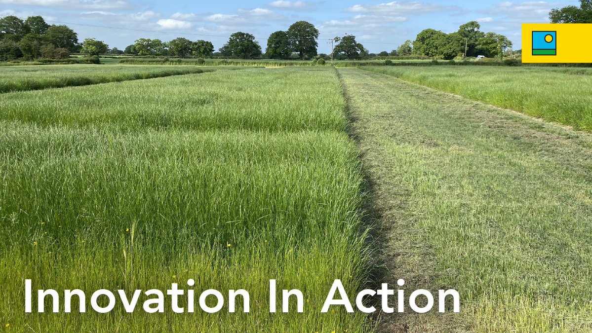 BarenbrugUK's tweet image. 🌱 #Knutsford #Research Site – Breeding the Future of UK #Forage

Despite challenging weather, our #variety trials at Knutsford are progressing.

✅ Thriving sowings across multiple trials
✅Ongoing spring assessments and field analysis
✅Precision technology, including the