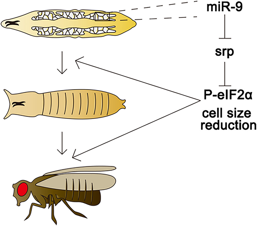Insect Science tweet media