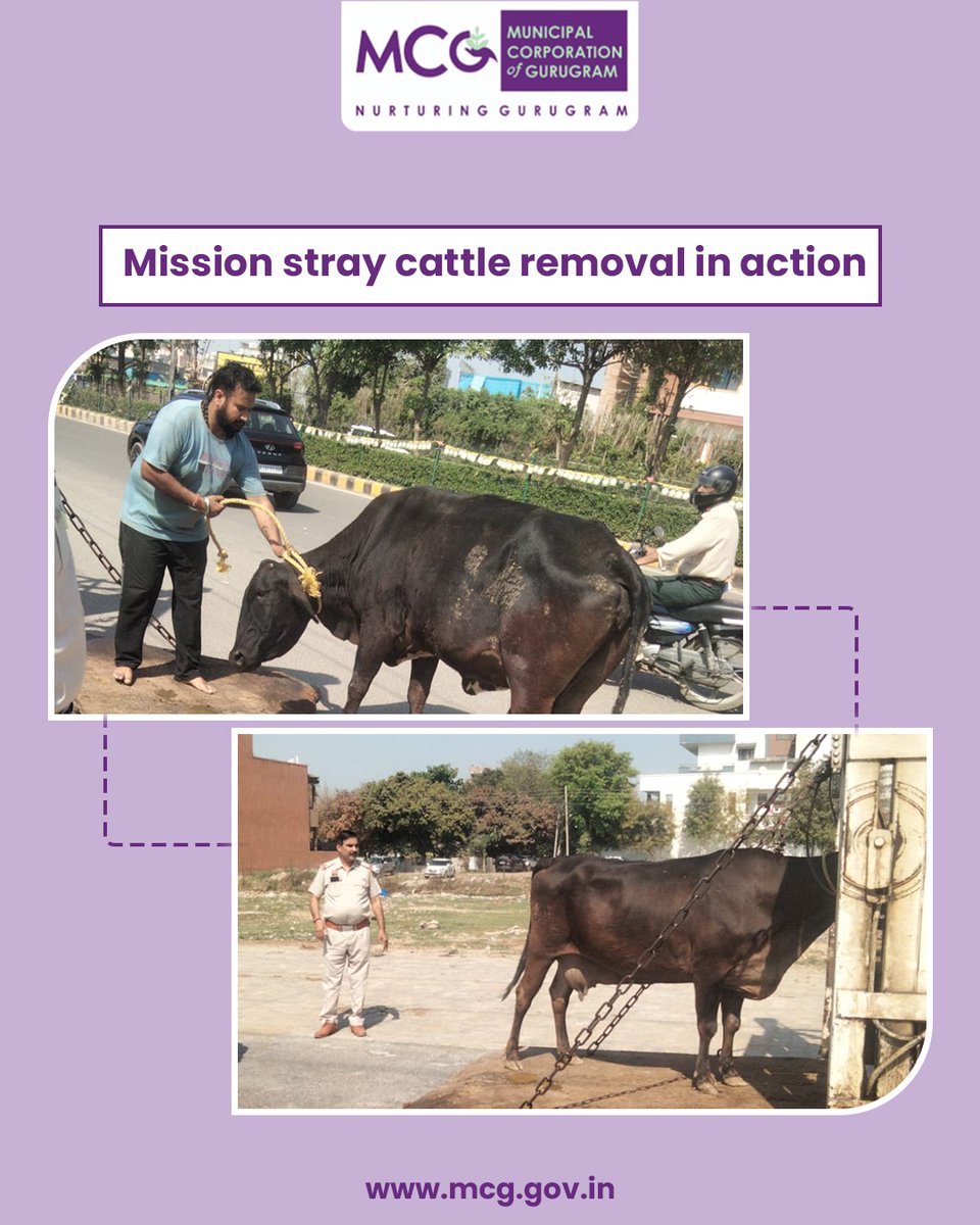 MunCorpGurugram's tweet photo. With a focus on commuter safety and organized roads, stray cattle were carefully relocated to reduce traffic disruptions and ensure safer streets.
#MCG #Gurgaon #Gurugram #MissionStrayCattleFreeGurugram #SafeRoads #TrafficSafety #StrayCattleRelocation #AnimalWelfare #HumaneRelocation #AnimalCare #UrbanSanitation #CommunitySafety #ResponsibleCitizens #PublicSafety #CleanCity #CattleCare #RelocationDrive #RoadSafety #SustainableCities
@MoHUA_India @YTKDIndia @SwachhBharatGov @SwachhBharat @MoHUA_India @MoJSDDWS @cmohry @NayabSainiBJP @Rao_InderjitS @VipulGoelBJP @csharyana @DiprHaryana @PradeepIAS_HR @OfficialGMDA @CPCB_OFFICIAL @CAQM_Official