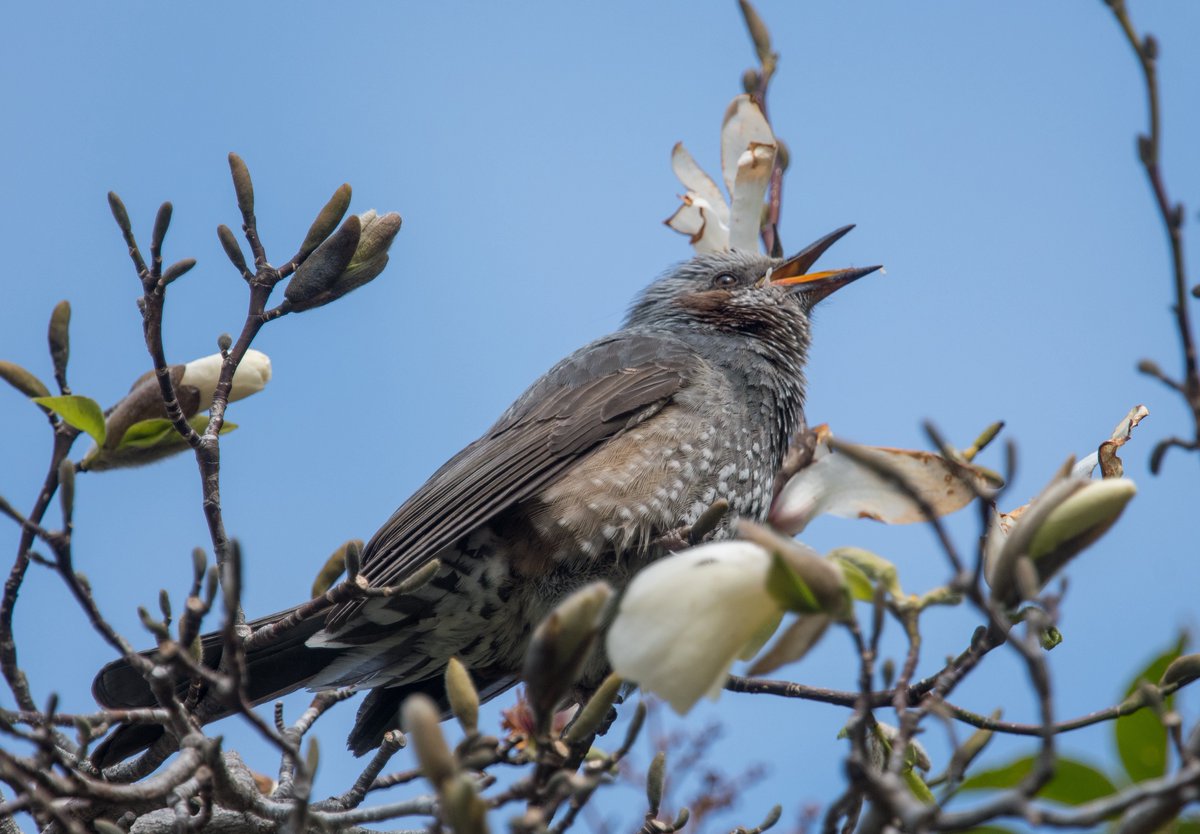 FukuShin tweet media