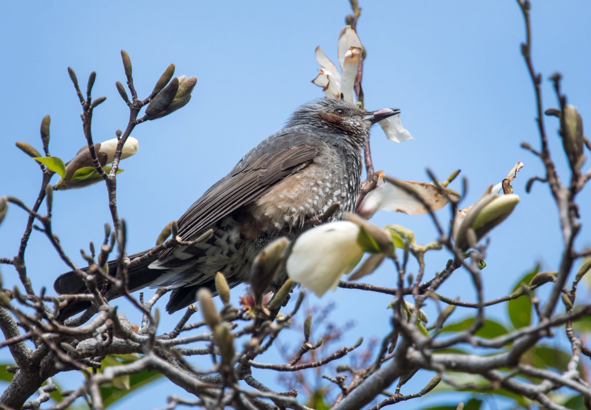 FukuShin tweet media