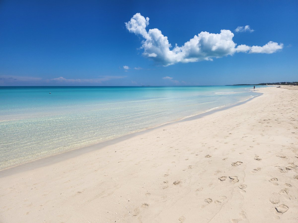 Alessio | Wolf of Ballarò tweet media