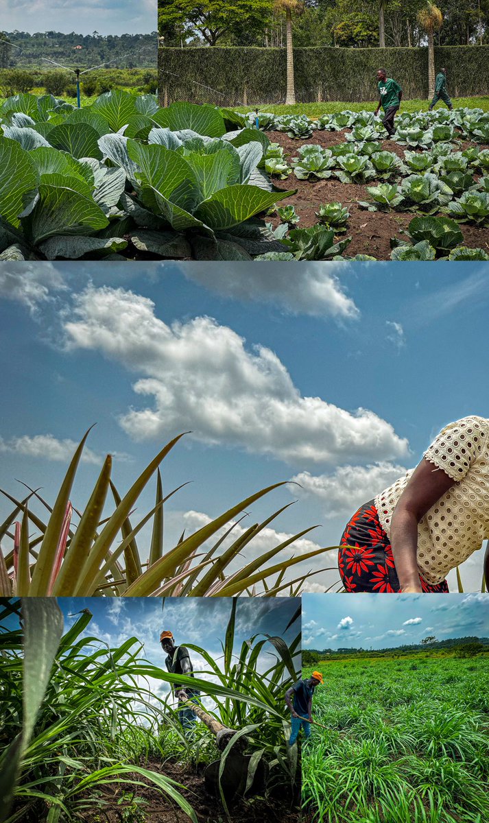 BonnyKarogo's tweet photo. 📍Kawumu Presidential Demonstration Farm: Uganda's blueprint for modern farming 👨🏾‍🌾

Photos by me 📸 #harvestmoneyexpo2026 https://t.co/FSro9FBEXI
