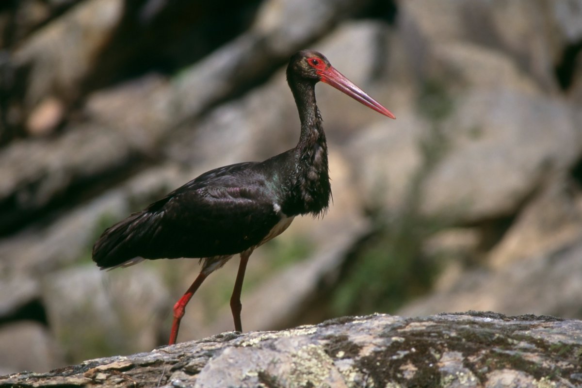 birdextremadura's tweet photo. ¡Bienvenida, cigüeña negra!

Otra ave que ha regresado a Extremadura después de varios meses en África.

Aunque resulta difícil observarla en su hábitat natural, en Extremadura podemos verla en numerosos lugares, como Monfrague, Tajo Internacional, Sierra de San Pedro y Cornalvo. https://t.co/MhVqdPPvK2