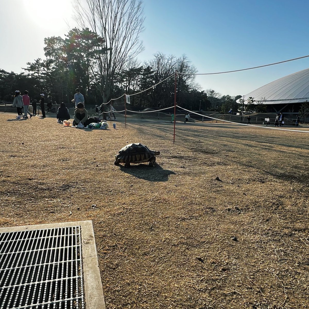 先日暖かい日に散歩したときのかめ