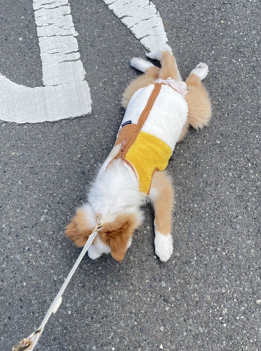 とかち tweet media