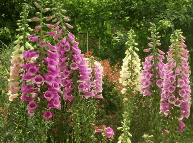 john levie c. abueva tweet media