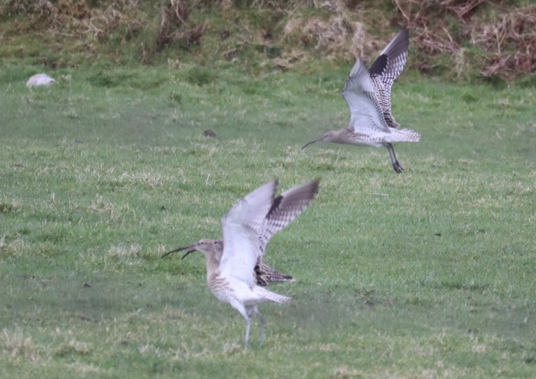 Working_for_Waders tweet media