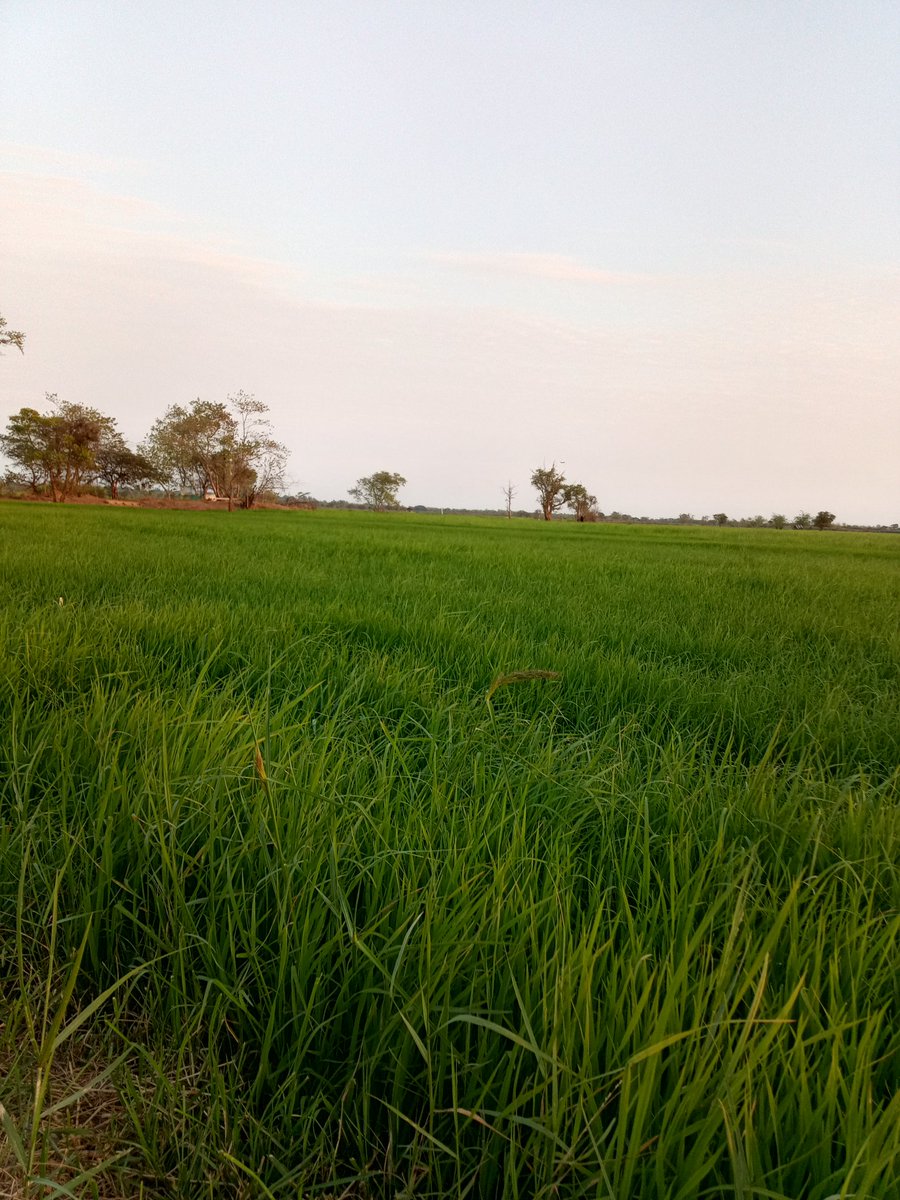 Nobelman444's tweet photo. ไปทุ่งนาในรอบ 5 ปี https://t.co/OCIPOmNeeb