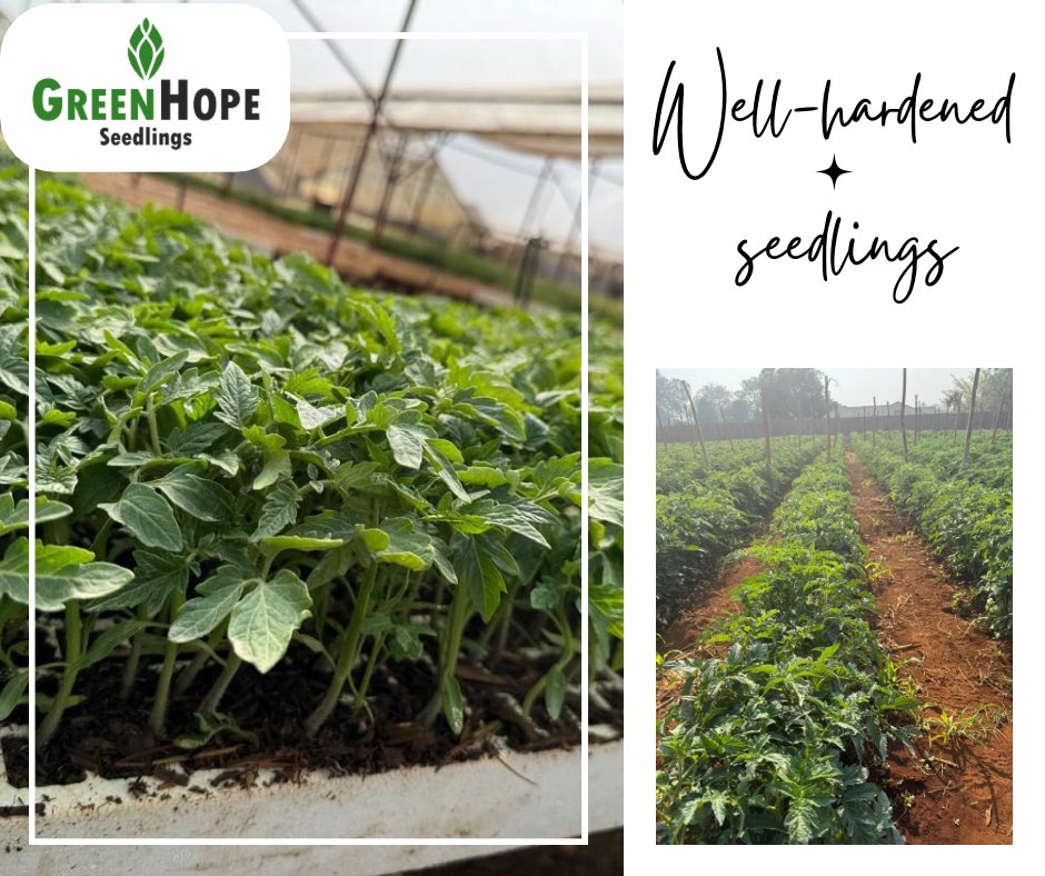 GreenHope Seedlings tweet media